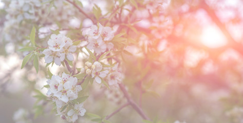 Spring background with blossom. Beautiful nature scene with blooming tree. Easter. Spring flowers. Beautiful orchard. Abstract blurred background.