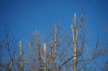 Alte Baumkronen im Auwald