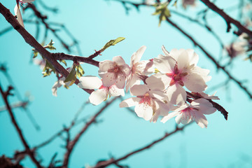 Selective focus of Beautiful almond blossom