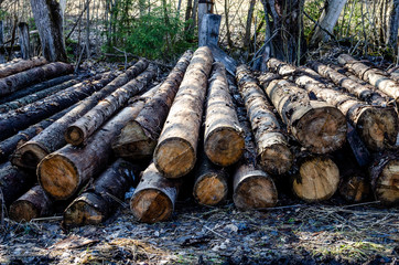 Pile of logs in the forest. Forest trees deforestation for the construction