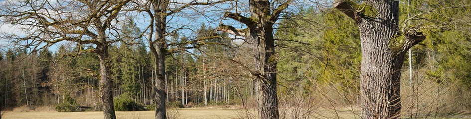 Eichen-Panorama 