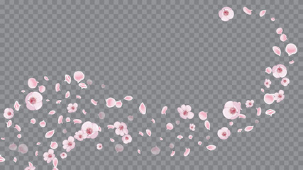 Rose on Transparent. Realistic Flying Petals For Banner Design. Spring Flowers Blooming. Modern Closeup For Concept Design.
