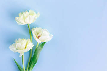 Tender cream tulips on pastel blue background. Greeting card for Women's day.