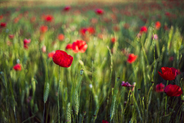 field of red poppies