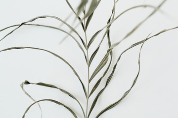 Stringy green plant on white background.