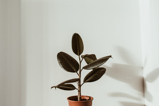 Closeup of rubber plant ficus in flower pot on white background. Minimal modern interior design concept.