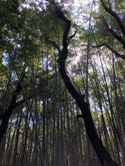 素敵な風景