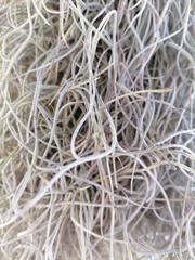 Close-up shot of a gray leaf, tangled in shape.