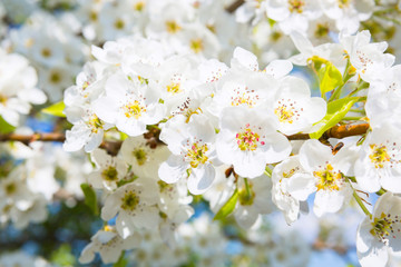 Beautiful closeup spring blossoming tree. Japanese spring scenics Spring flowers Spring Background. Blossom tree over nature background.