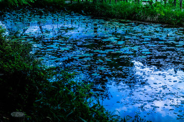 これが有名な日本の『モネの池』です