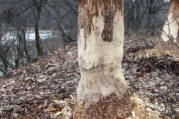 Large bark of a tree trunk gnawed by beavers in the forest.