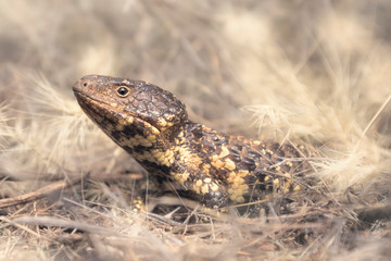 Wild shingleback lizard (Tiliqua rugosa) portrait