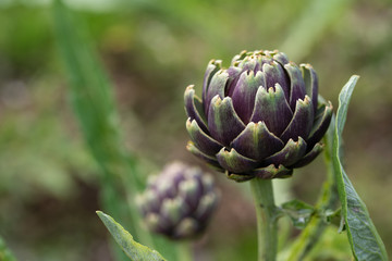 Fresh green artichoke growing in a formal garden in the country garden