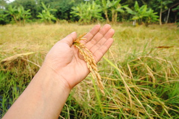 hand hold rice