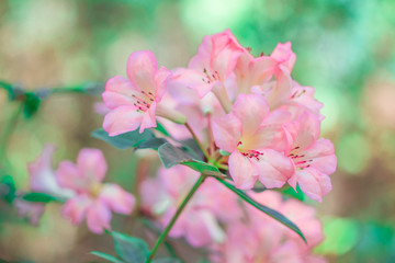 Pink Vireya Rhododendron flowers are blossoming on tree in rainforest