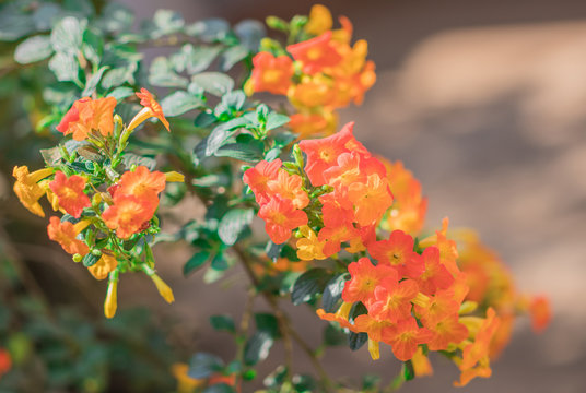 Marmalade Bush flowers or Orange Browallia (Streptosolen Jamesonii) are blooming on tree in the garden 