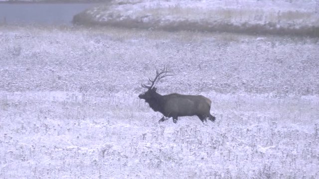 a tracking shot of an elk bull walking in snow at yellowstone national park in wyoming, usa