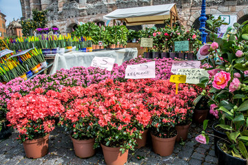 Fototapeta na wymiar Spring flower fair on Piazza Bra in Verona. Verona, Veneto, Italy