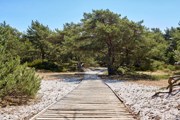 Wooden boardwalk through sand dune leading to a beach.