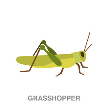 grasshopper flat icon on white transparent background. You can be used black ant icon for several purposes.	