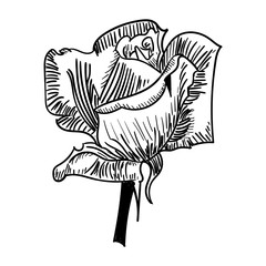 Rose Ink drawing flower vector illustration and line art. Floral illustration.