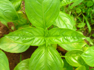 Great sweet basil (Ocimum basilicum, Genovese basil). Green leaves of Basil plant growing in herb garden. Closeup, selective focus