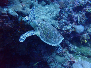Fototapeta premium Sea turtle in Ko Lanta, Krabi, Thailand