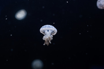 Naklejka na ściany i meble Spotted lagoon jellyfish close up.