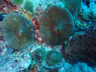 Naklejka na ściany i meble Various beautiful creatures under the sea, Ko Lanta, Krabi, Thailand