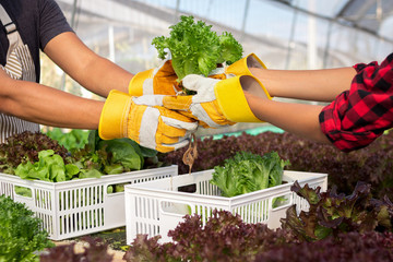 Close up farmers hand is harvesting hydroponic vegetable in greenhouse.