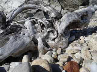 dry tree root on a round pebble