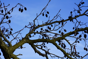 Silhouette of Black Alder cones (alnus glutinosa) against blue sky   