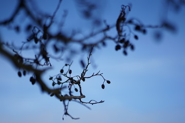 Silhouette of Black Alder cones (alnus glutinosa) against blue sky   