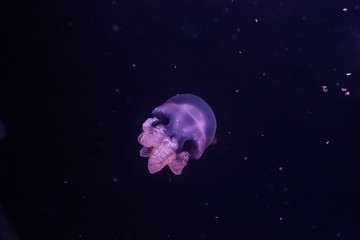 Naklejka na ściany i meble Marble jellyfish, lychnorhiza lucerna, close up.