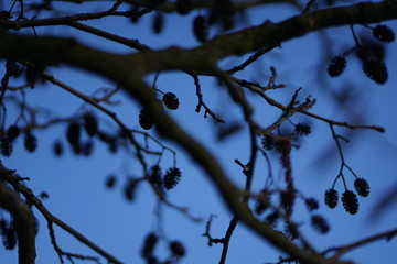 Silhouette of Black Alder cones (alnus glutinosa) against blue sky   