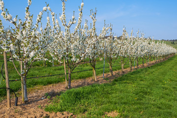 Fototapeta premium Junge blühende Kirschbäume in Wiesbaden-Frauenstein/Deutschland an einem sonnigen Frühlingstag