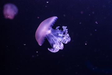 Naklejka na ściany i meble Marble jellyfish, lychnorhiza lucerna, close up.