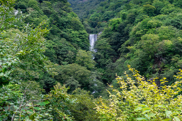 Waterfall in the forest landscape. Kegon falls in Nikko, Japan