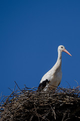 White stork standing in the nest, A Limia region. Galicia, Spain. Ciconia Ciconia.