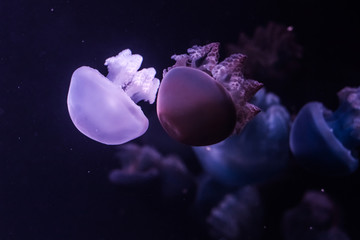 Blue blubber jellyfish in the dark water.