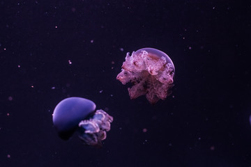Naklejka na ściany i meble Blue blubber jellyfish in the dark water.