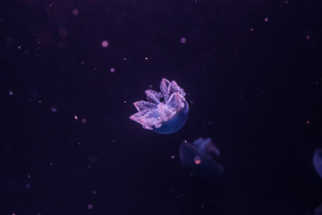 Obraz na płótnie Canvas Blue blubber jellyfish in the dark water.
