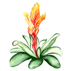 Beautiful tropical flower botany art illustration