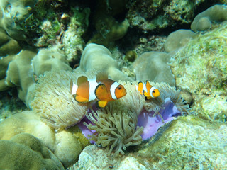 Fototapeta na wymiar Clown fish and anemone in Ko Lanta, Thailand
