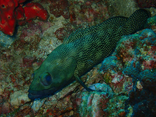  Various beautiful creatures under the sea, Ko Lanta, Krabi, Thailand