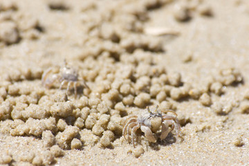 Obraz na płótnie Canvas Crab that is eating food in the sand