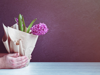 Male hands hold a pot of hyacinth flower. Concrete background.