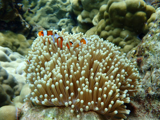 Naklejka na ściany i meble Various beautiful creatures under the sea, Ko Lanta, Krabi, Thailand