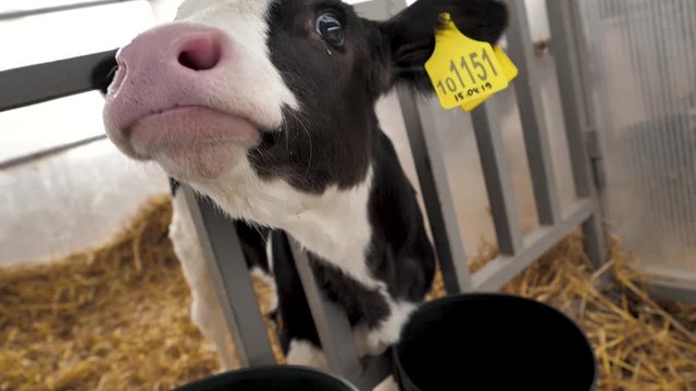 Close up of tongue licking cow nose