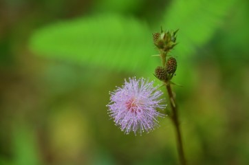 wild purple flower with green background